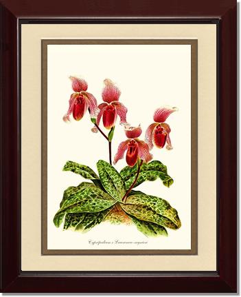 Cypripendum lawrence regnieri | Orchid Wall Art Print