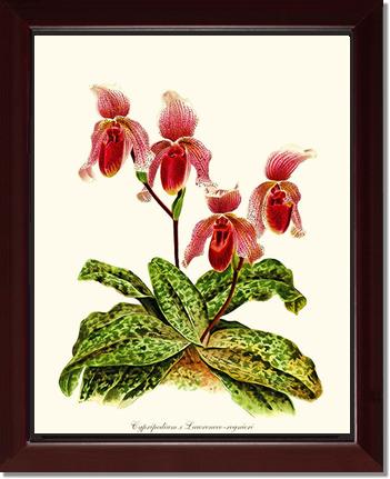 Cypripendum lawrence regnieri | Orchid Wall Art Print