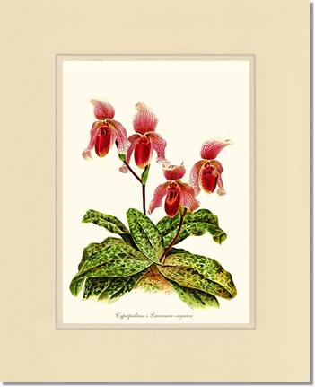 Cypripendum lawrence regnieri | Orchid Wall Art Print