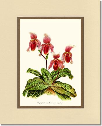Cypripendum lawrence regnieri | Orchid Wall Art Print