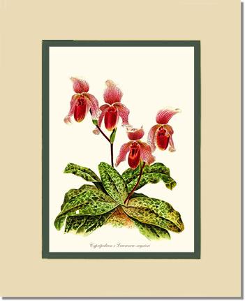 Cypripendum lawrence regnieri | Orchid Wall Art Print