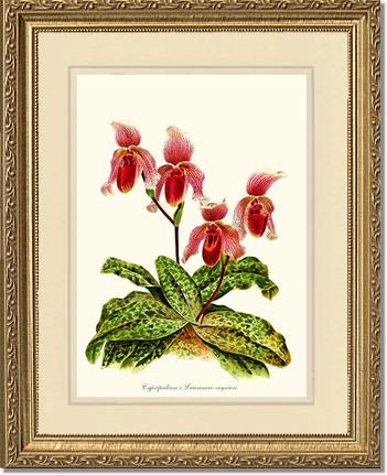 Cypripendum lawrence regnieri | Orchid Wall Art Print
