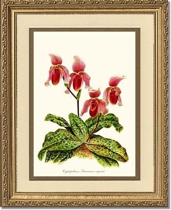 Cypripendum lawrence regnieri | Orchid Wall Art Print