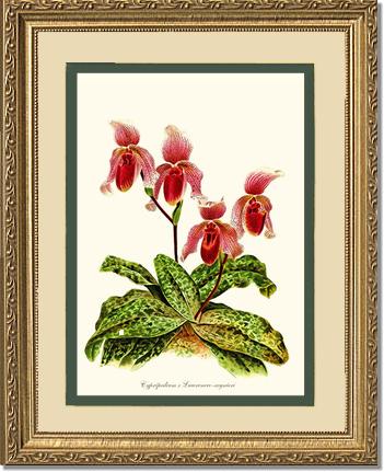 Cypripendum lawrence regnieri | Orchid Wall Art Print