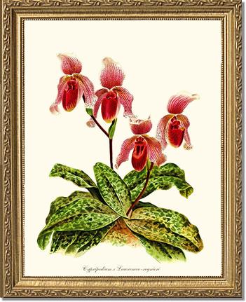Cypripendum lawrence regnieri | Orchid Wall Art Print