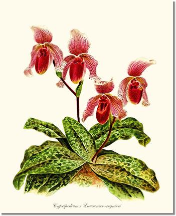 Cypripendum lawrence regnieri | Orchid Wall Art Print