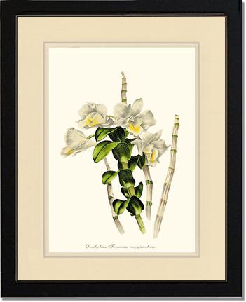 Dendrobium formosum | Orchid Wall Art Print