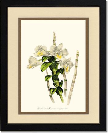 Dendrobium formosum | Orchid Wall Art Print