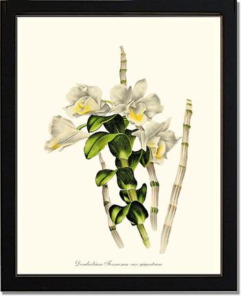 Dendrobium formosum | Orchid Wall Art Print