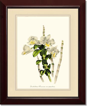 Dendrobium formosum | Orchid Wall Art Print