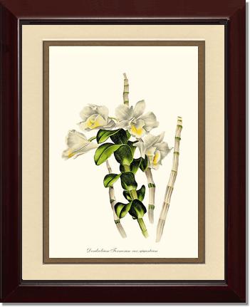 Dendrobium formosum | Orchid Wall Art Print