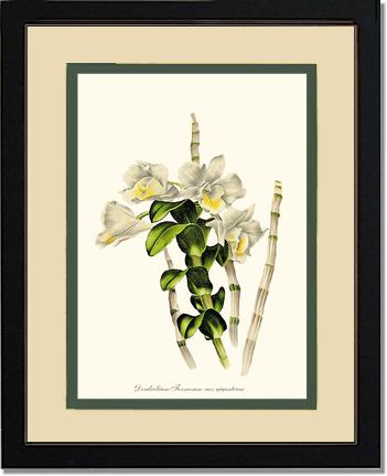 Dendrobium formosum | Orchid Wall Art Print