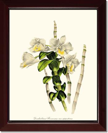Dendrobium formosum | Orchid Wall Art Print