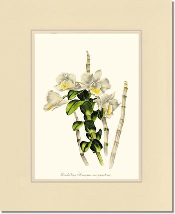 Dendrobium formosum | Orchid Wall Art Print
