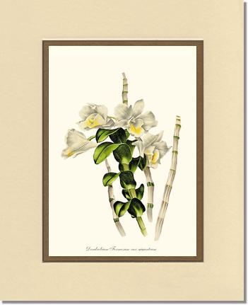 Dendrobium formosum | Orchid Wall Art Print
