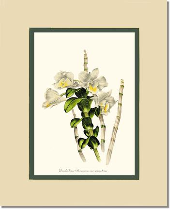 Dendrobium formosum | Orchid Wall Art Print