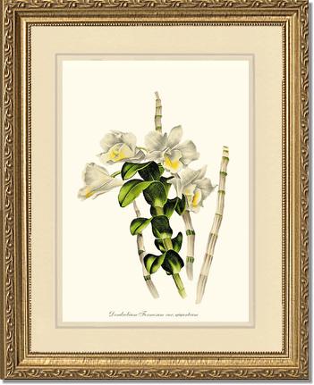 Dendrobium formosum | Orchid Wall Art Print
