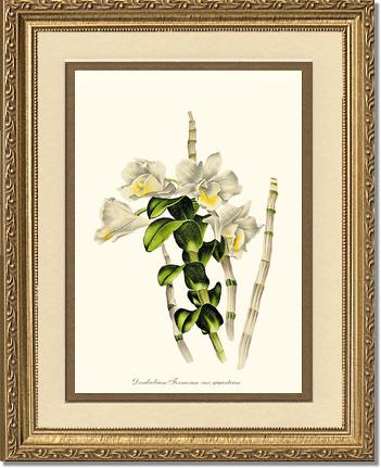 Dendrobium formosum | Orchid Wall Art Print