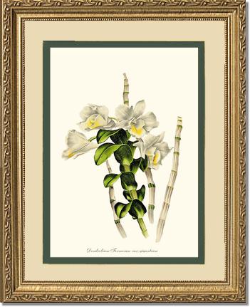 Dendrobium formosum | Orchid Wall Art Print