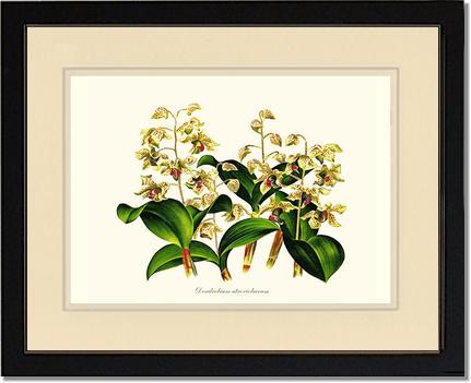 Dendrobium atroviolaceum | Orchid Wall Art Print