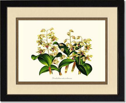Dendrobium atroviolaceum | Orchid Wall Art Print
