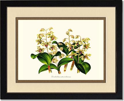 Dendrobium atroviolaceum | Orchid Wall Art Print