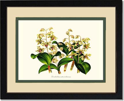 Dendrobium atroviolaceum | Orchid Wall Art Print