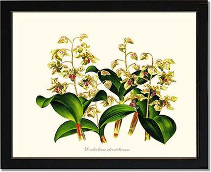 Dendrobium atroviolaceum | Orchid Wall Art Print