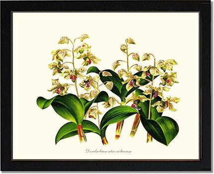 Dendrobium atroviolaceum | Orchid Wall Art Print