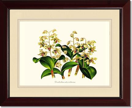 Dendrobium atroviolaceum | Orchid Wall Art Print