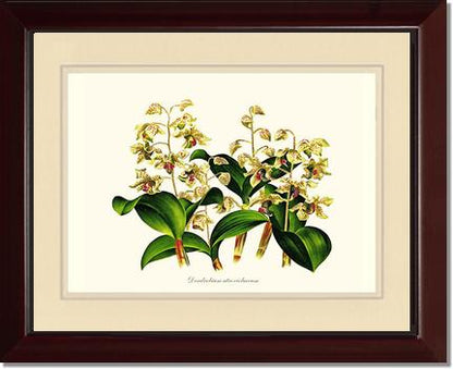 Dendrobium atroviolaceum | Orchid Wall Art Print