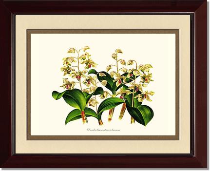 Dendrobium atroviolaceum | Orchid Wall Art Print