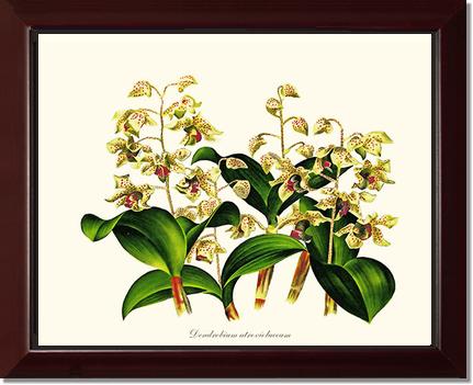 Dendrobium atroviolaceum | Orchid Wall Art Print