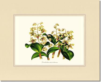 Dendrobium atroviolaceum | Orchid Wall Art Print