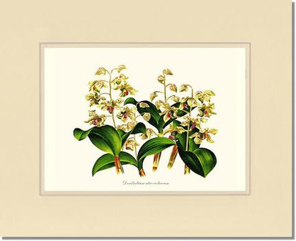 Dendrobium atroviolaceum | Orchid Wall Art Print