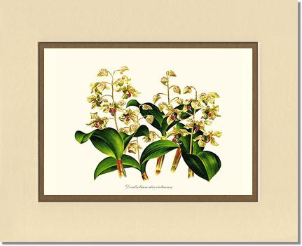 Dendrobium atroviolaceum | Orchid Wall Art Print