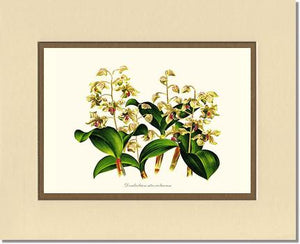 Dendrobium atroviolaceum
