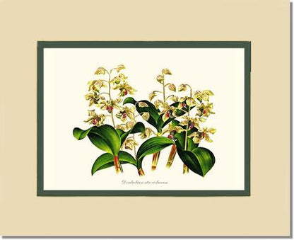 Dendrobium atroviolaceum | Orchid Wall Art Print