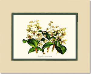 Dendrobium atroviolaceum