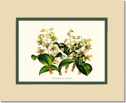 Dendrobium atroviolaceum | Orchid Wall Art Print