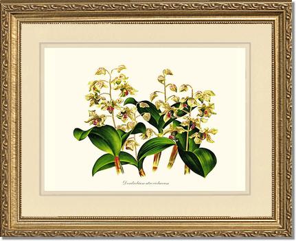 Dendrobium atroviolaceum | Orchid Wall Art Print