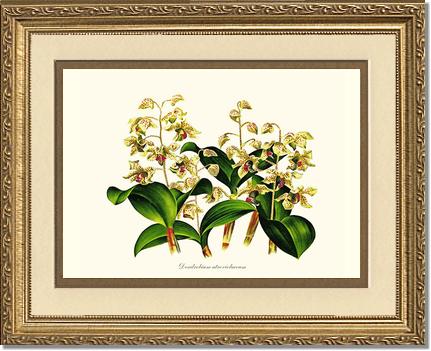 Dendrobium atroviolaceum | Orchid Wall Art Print