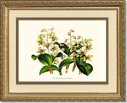 Dendrobium atroviolaceum | Orchid Wall Art Print