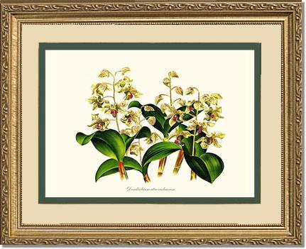 Dendrobium atroviolaceum | Orchid Wall Art Print