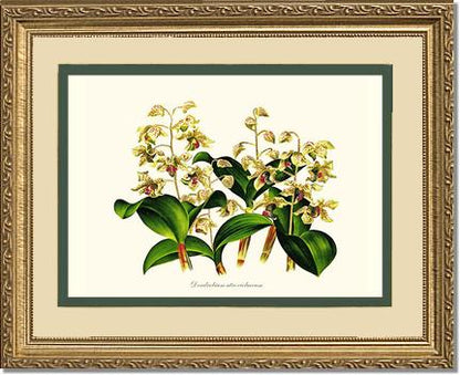Dendrobium atroviolaceum | Orchid Wall Art Print