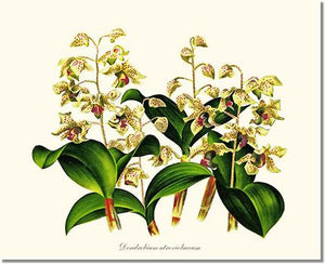 Orchid Print: Dendrobium atroviolaceum