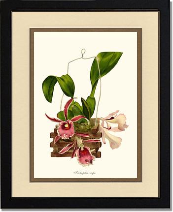 Trichopilia crispa | Orchid Wall Art Print