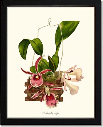 Trichopilia crispa | Orchid Wall Art Print