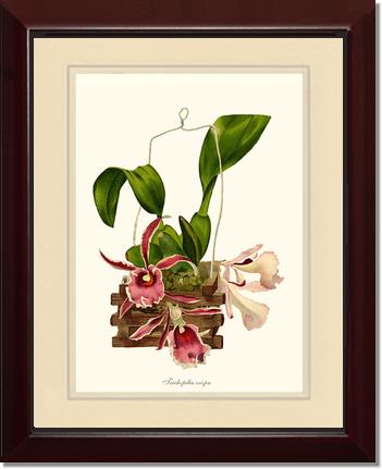 Trichopilia crispa | Orchid Wall Art Print