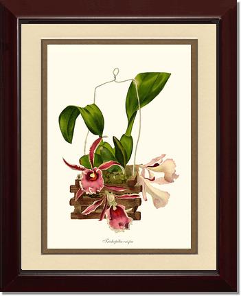 Trichopilia crispa | Orchid Wall Art Print